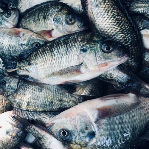 Quais os peixes mais consumidos na Quaresma?