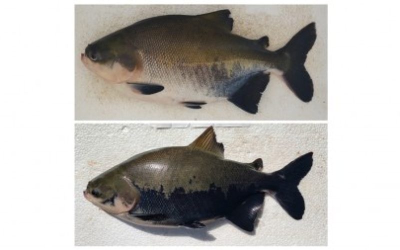 Inteligência artificial indica nível de estresse de peixe amazônico