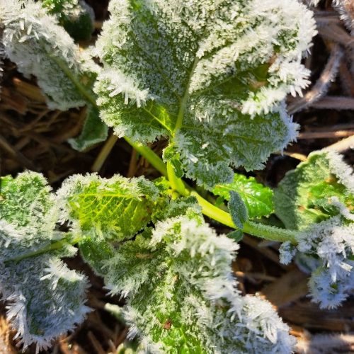 Carinata já pode virar combustível de aviação