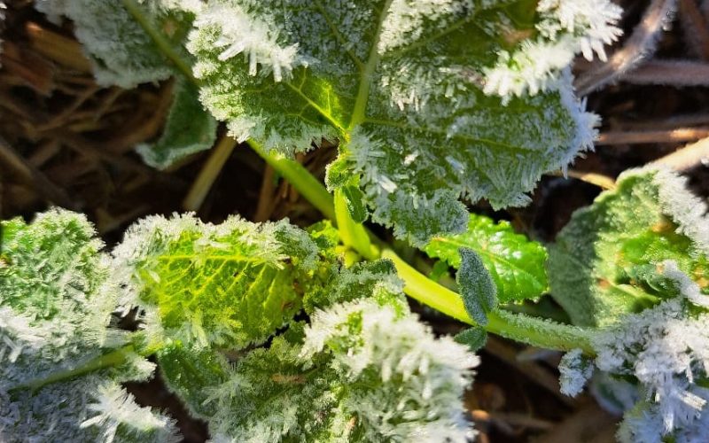 Carinata já pode virar combustível de aviação