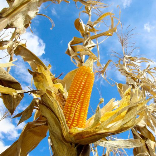 Escalada das recuperações judiciais no agro afetou humor do mercado