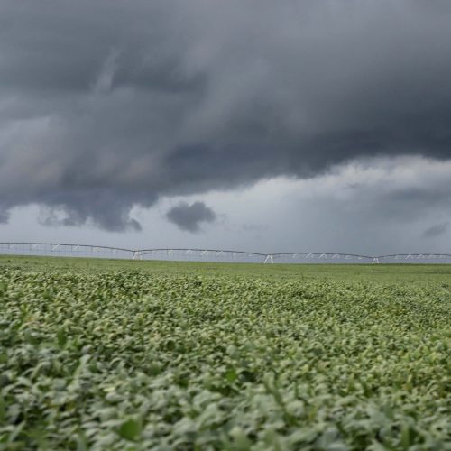 Europeus pedem para tradings vetarem soja de área desmatada mesmo sem Moratória