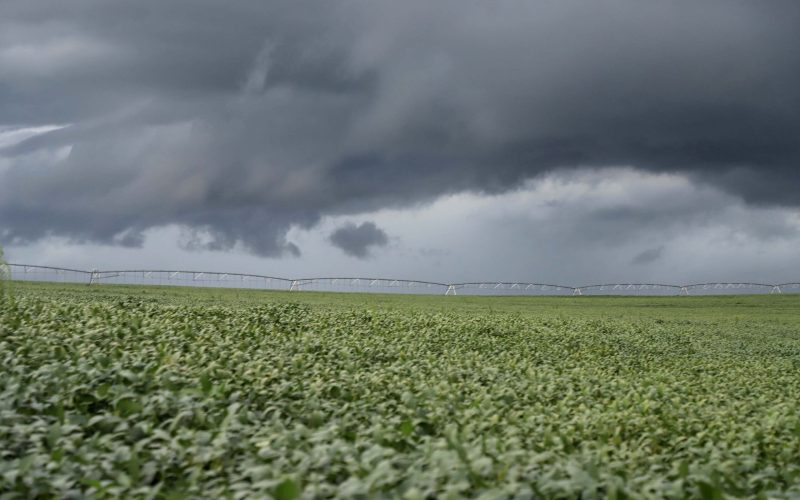Europeus pedem para tradings vetarem soja de área desmatada mesmo sem Moratória