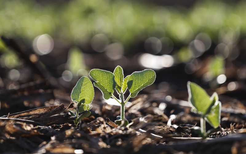 Preço da soja cai em Mato Grosso com plantio adiantado
