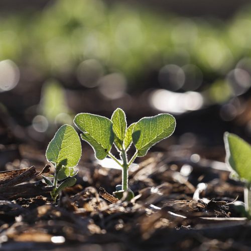 Comissão da Câmara aprova projeto que altera Lei de Proteção de Cultivares
