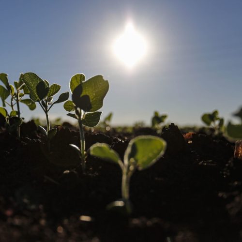 Ministério da Agricultura define vazio sanitário da soja para a safra 2025/26