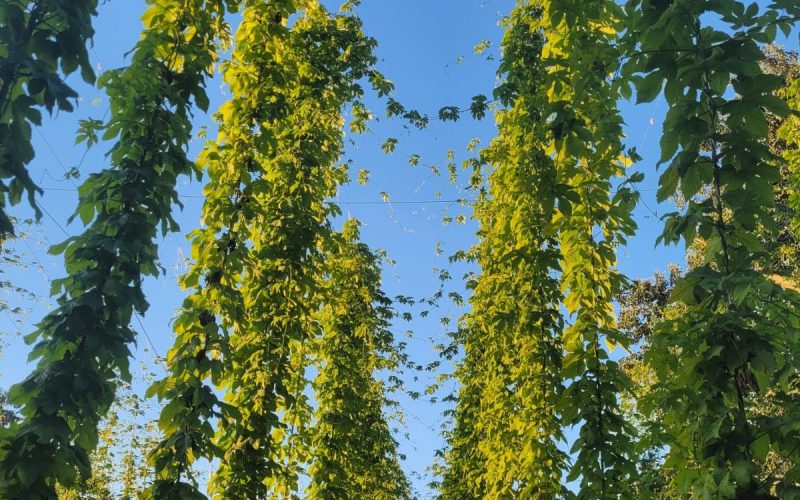 Clima favorece, e cultivo de lúpulo avança no Estado de São Paulo
