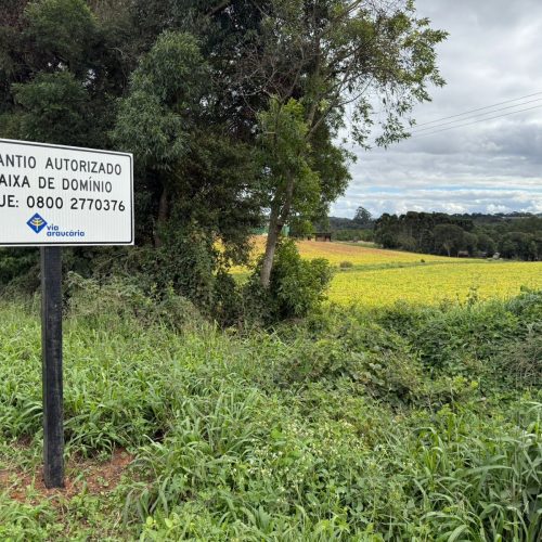 Projeto incentiva plantio na faixa de domínio de rodovias no Paraná
