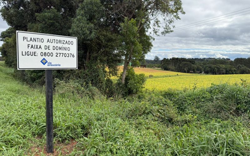 Projeto incentiva plantio na faixa de domínio de rodovias no Paraná