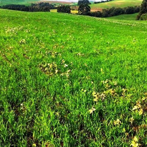 Vazio sanitário da soja termina em parte do Paraná; veja calendário para todo o Brasil