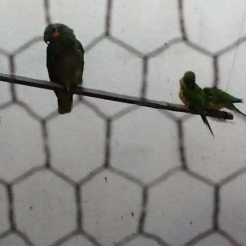 Polícia Federal deflagra operação contra caça ilegal de animais silvestres em cinco municípios do Ceará