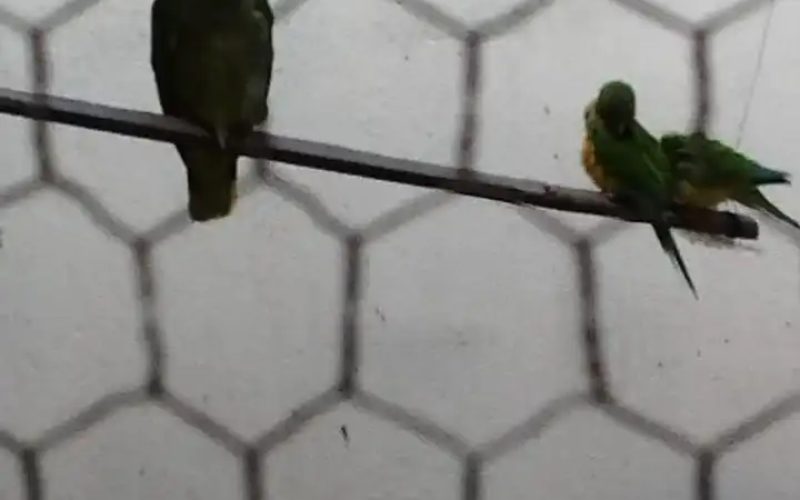 Polícia Federal deflagra operação contra caça ilegal de animais silvestres em cinco municípios do Ceará
