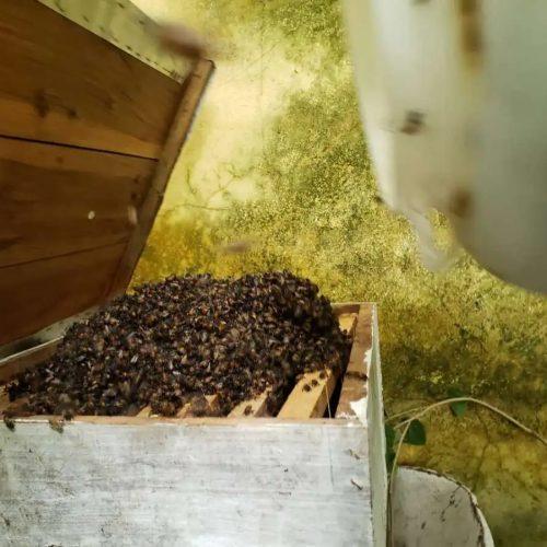 Policial militar resgata idoso atacado por abelhas no interior do Ceará