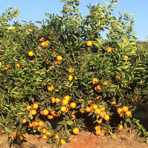 Chuvas retornam nas áreas de produção de laranja, mas clima ainda preocupa