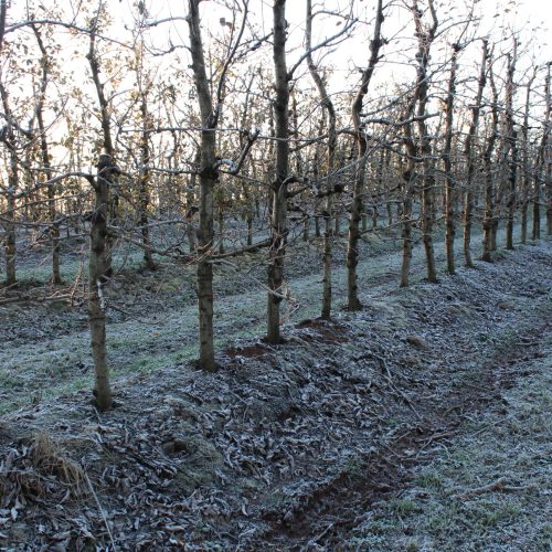 Frio intenso beneficia safra de maçã no Sul do Brasil