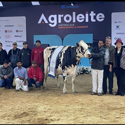 Vaca produz quase 100 quilos de leite por dia e vence torneio