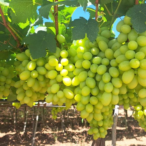 Embrapa lança cultivar de uva branca sem sementes