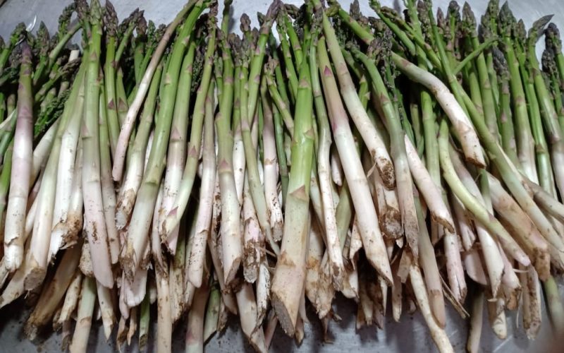 Aspargo tem cultivo desafiador para produtores nacionais