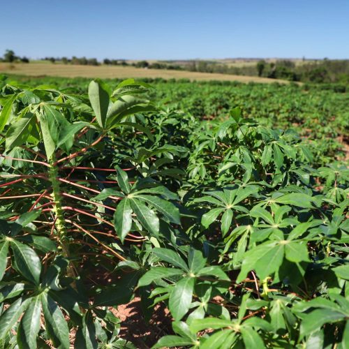 Paraná deve colher 4,4 milhões de toneladas de mandioca