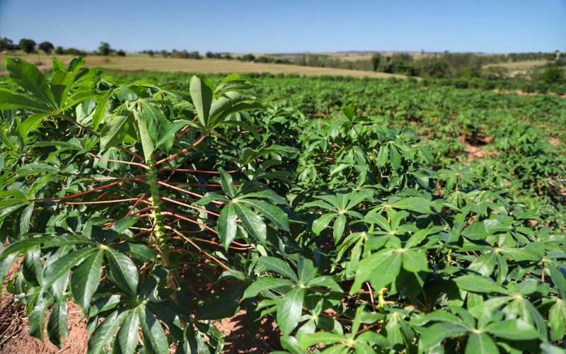 Paraná deve colher 4,4 milhões de toneladas de mandioca