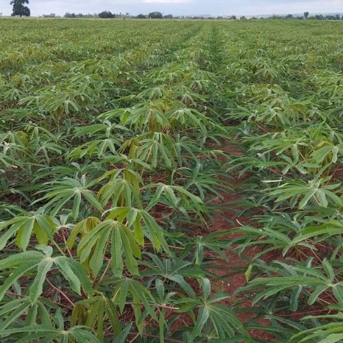 Plantio de mandioca cresce, mas produtores perdem rentabilidade