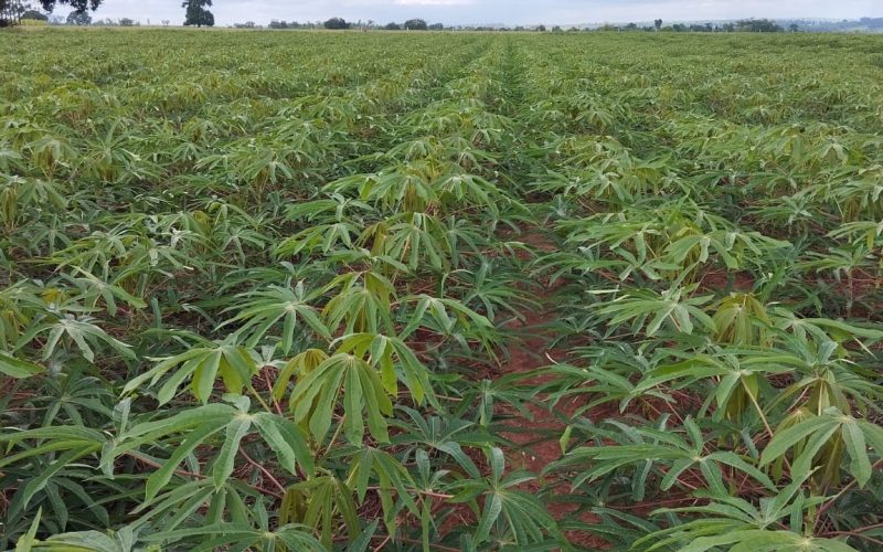 Plantio de mandioca cresce, mas produtores perdem rentabilidade