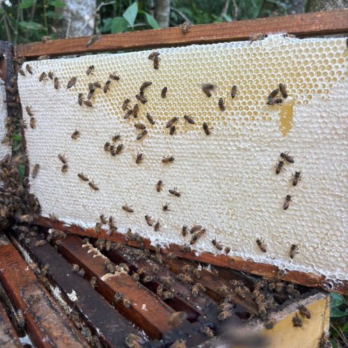 Com certificação, produtores de mel ampliam renda no Paraná