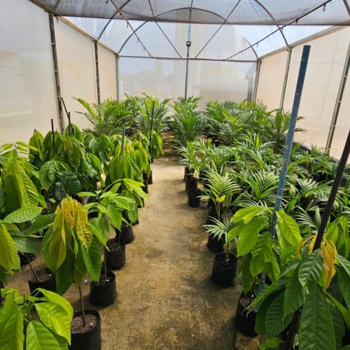 Projeto incentiva agroflorestas com plantas da Amazônia