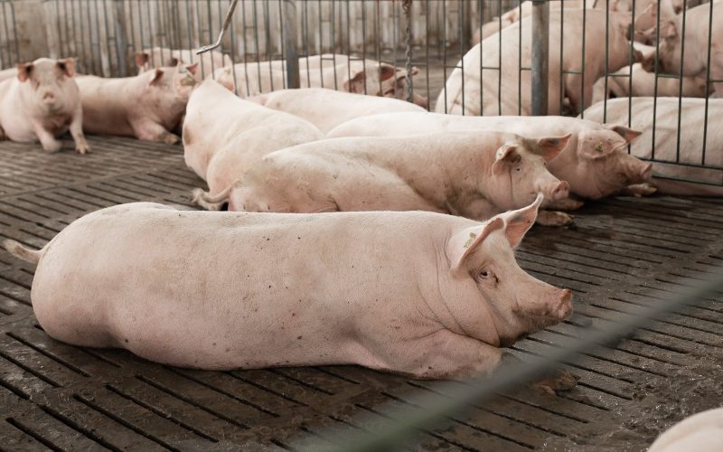 Preços do suíno vivo e da carne fecharam agosto em alta