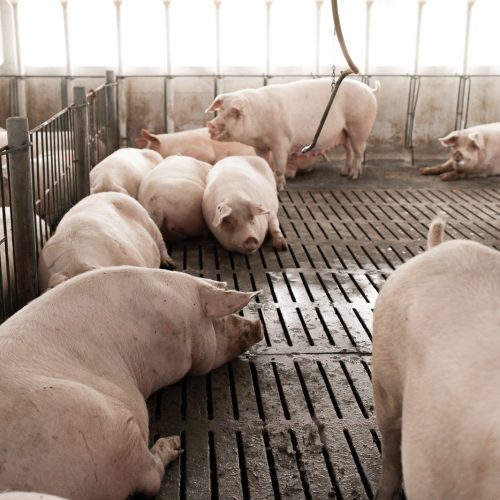 Mesmo em fim de mês, mercado de carne suína se aquece e preços sobem
