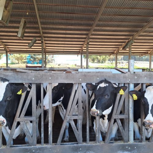 Após ano de crescimento, setor de leite tende a colocar o pé no freio em 2026