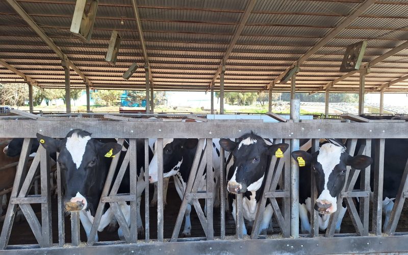 Após ano de crescimento, setor de leite tende a colocar o pé no freio em 2026