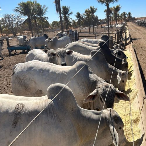 Dietas de alta matéria seca ganham espaço e alteram manejo na pecuária de corte