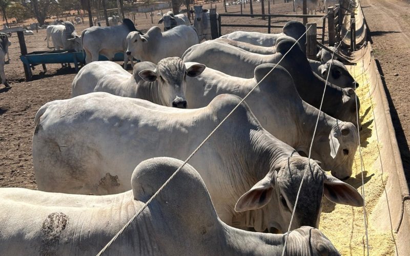 Dietas de alta matéria seca ganham espaço e alteram manejo na pecuária de corte