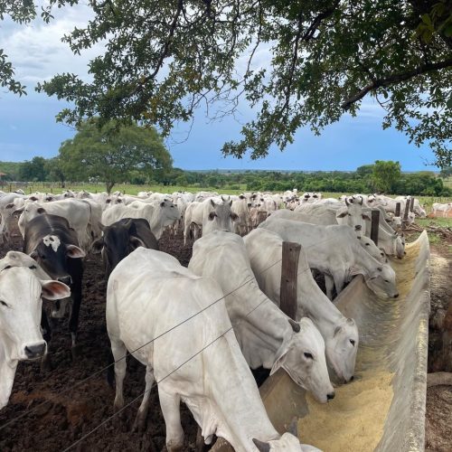 Alimentação estratégica se torna pilar da produtividade na pecuária brasileira em 2026