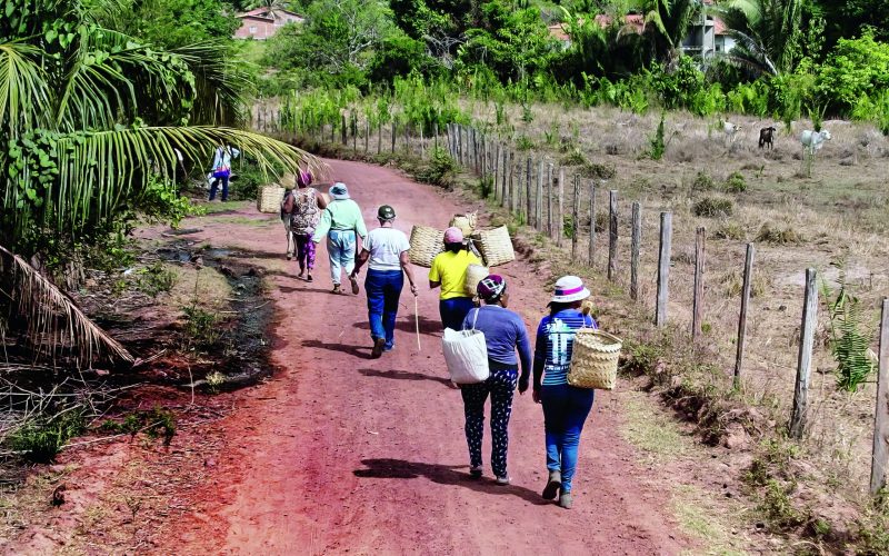 Guardiãs do babaçu: quebradeiras usam o fruto como fonte de renda e segurança alimentar