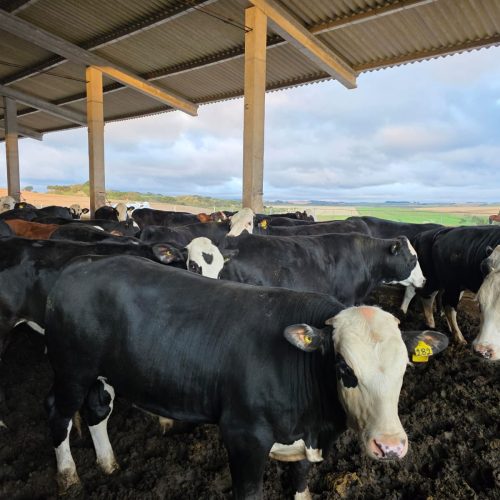 Conheça o sistema que promove cruzamento de vacas leiteiras com touros de raças de corte