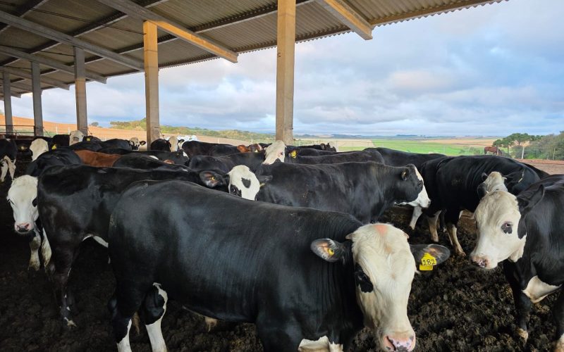 Conheça o sistema que promove cruzamento de vacas leiteiras com touros de raças de corte