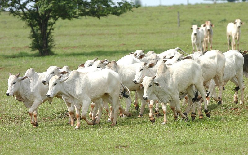 Brasil livre de febre aftosa: o que significa o novo status sanitário?