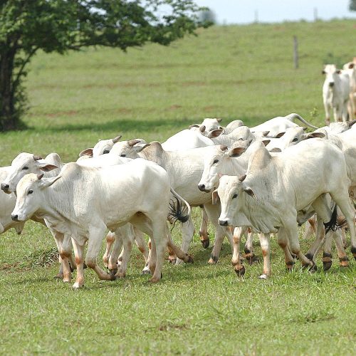 Agtech lança programa com foco na produção sustentável de carnes e couro
