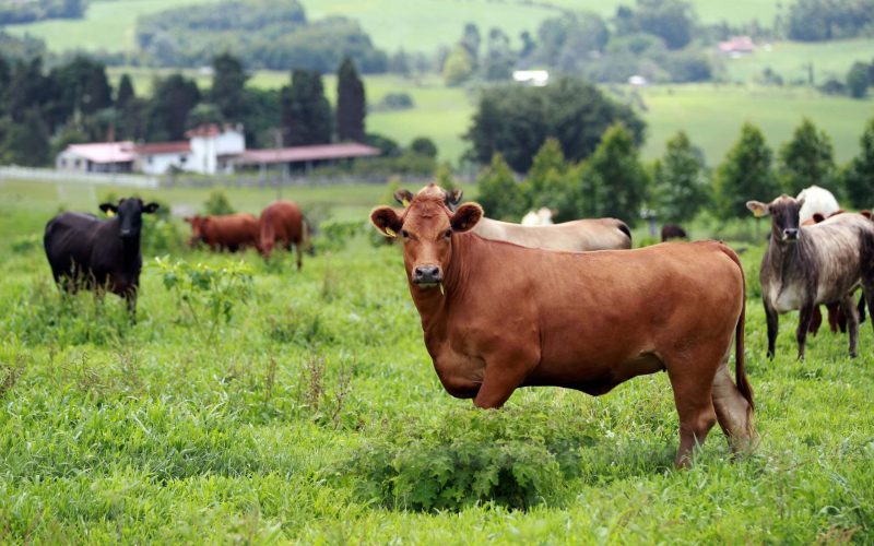 Brasil integra parceria global da FAO por sustentabilidade da pecuária