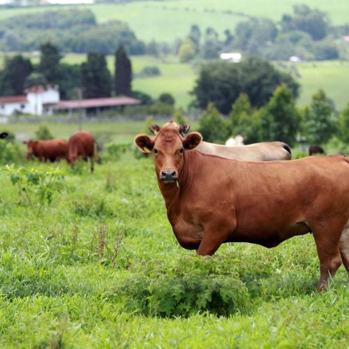 Por que o pênis bovino virou um dos cortes mais valorizados no mercado chinês