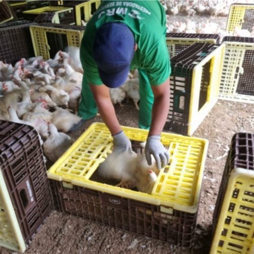 Justiça determina medidas contra trabalho análogo à escravidão na JBS