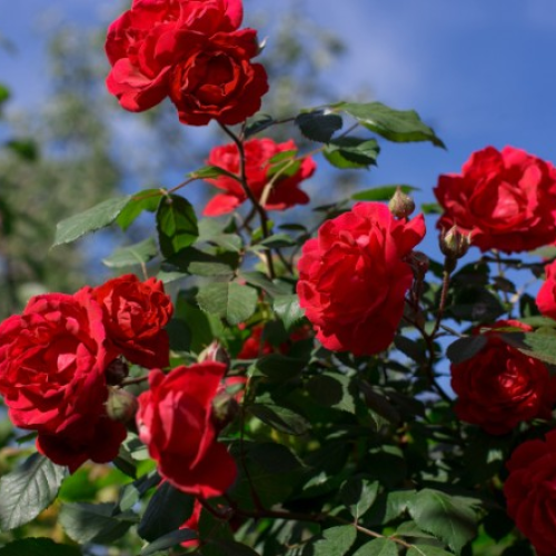 GR Responde: como controlar pragas em roseiras e salvar suas flores?