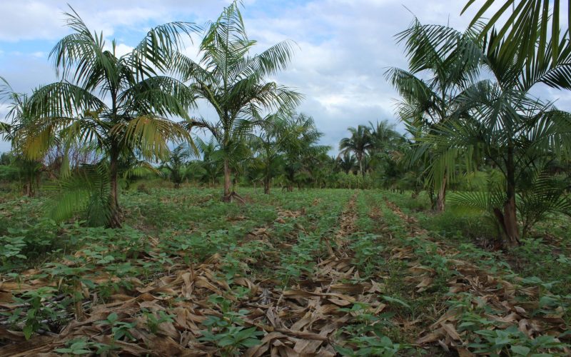 Amazonas cria Plano Estadual de Agroecologia e Produção Orgânica