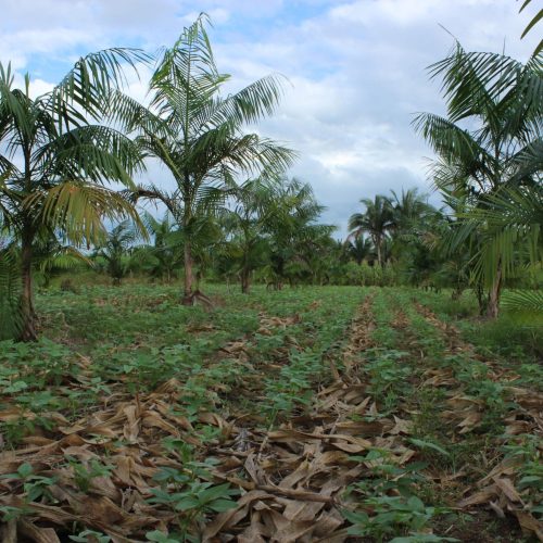 Amazonas cria Plano Estadual de Agroecologia e Produção Orgânica