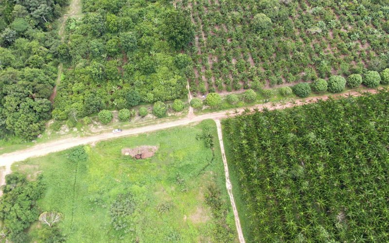 Belterra vai investir R$ 135 milhões em recuperação de pastagens e agroflorestas