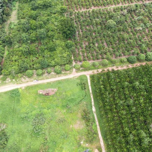 Belterra vai investir R$ 135 milhões em recuperação de pastagens e agroflorestas