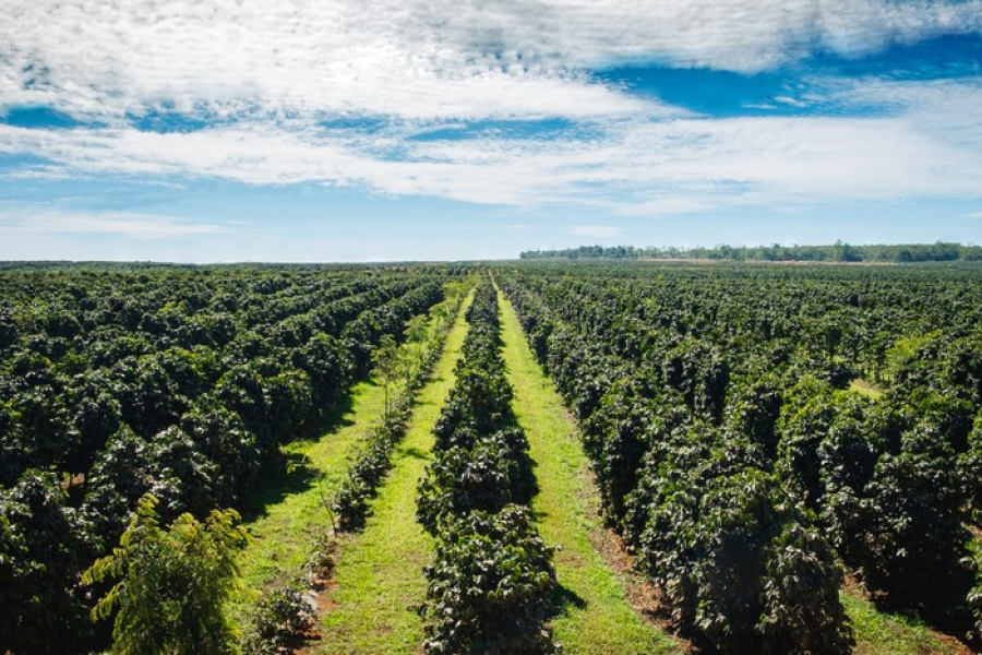 Rainforest Alliance lança certificação de agricultura regenerativa para café