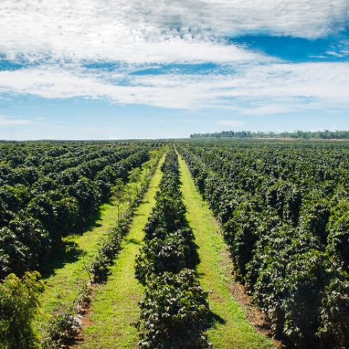 Chuvas “desaparecem” dos cafezais brasileiros e preço do grão sobe em Nova York